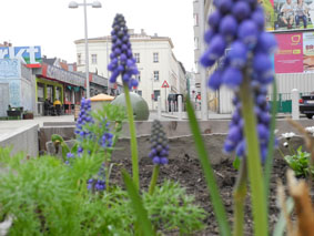 fruehling im hochbeet