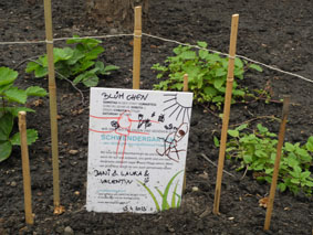 ein eigener garten in der baumscheibe