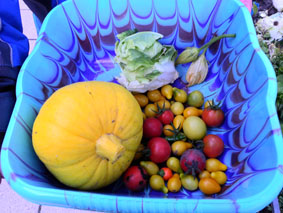 bunte ernte