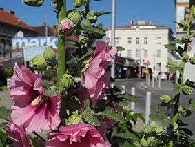 die stockrose unser favorite