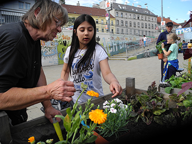 Essbare Blumen pflanzen