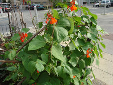 feuerbohnen im baumgarten