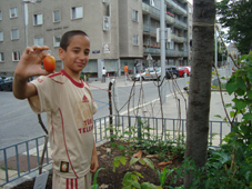 die erste tomate